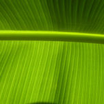 naturaleza thumbnail 2