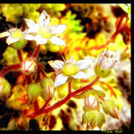 Flores thumbnail 2