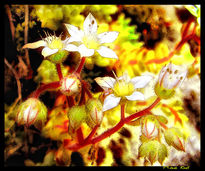 Flores de Roca