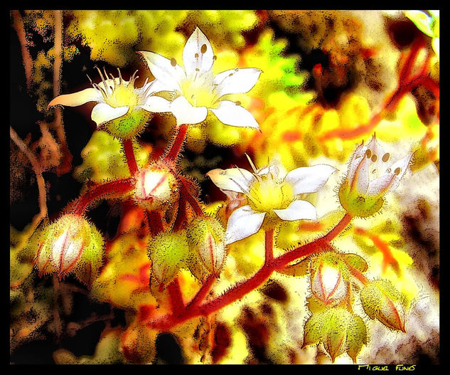 Flores de Roca Naturaleza Técnicas alternativas