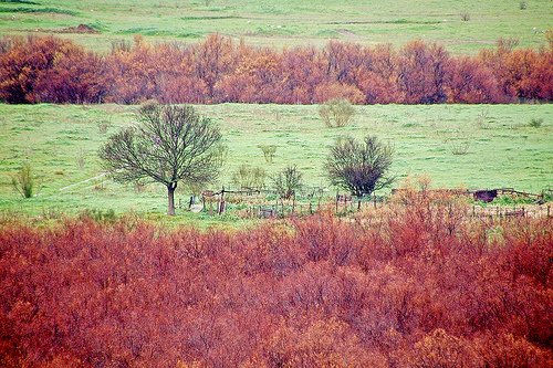 Rojo y verde Naturaleza Color (Digital)