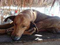 Perro toma una siesta