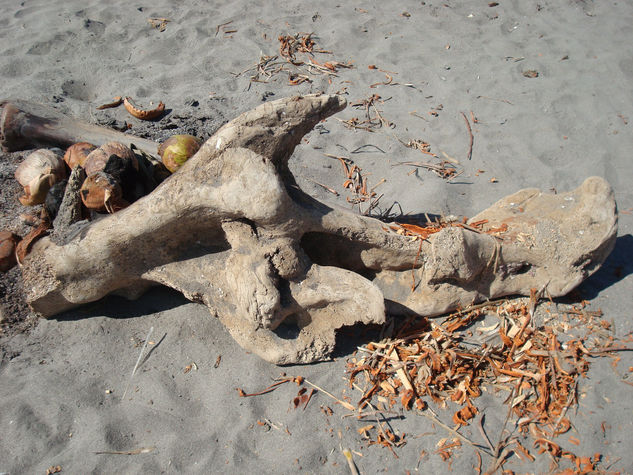 Lo que encontramos caminando por la playa 