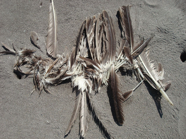 Plumajes en la playa 