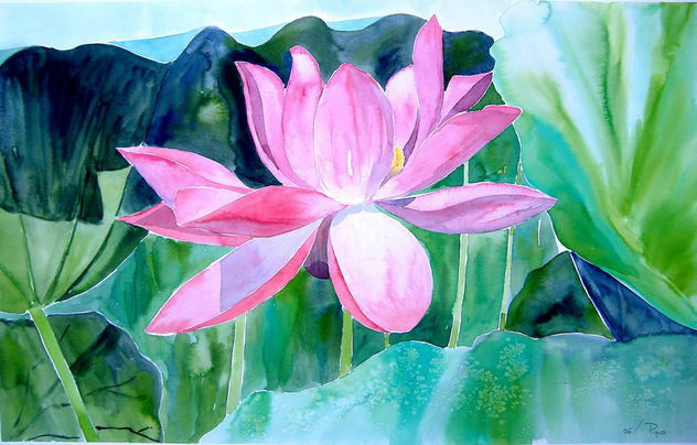 nenufaro rosa