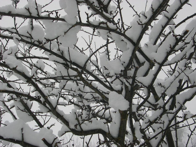 Arbol Cargado
