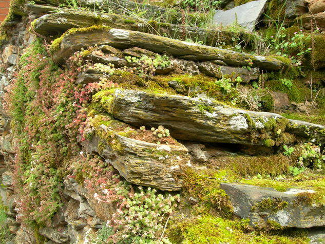 Decoracion de Escalones 