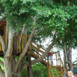 modelos casas del arbol thumbnail 2