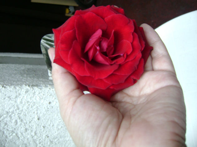 "SINTIENDO LA NATURALEZA DE UNA ROSA"