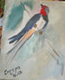 Golondrina común,
