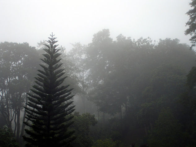 Neblina En San Claver Naturaleza Color (Digital)