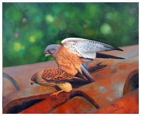 pareja de cernicalos Oil Canvas Animals