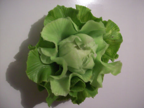 "lechuga"