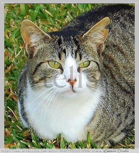 Mirada Serena