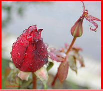 Rojo Pasión