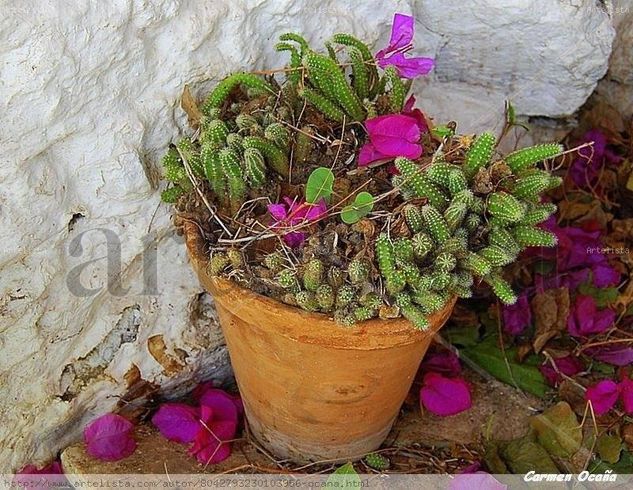 Maceta de Cactus Nature Color (Digital)