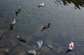 aves