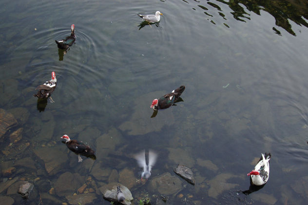 aves
