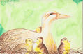 Patitos