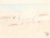 Oso Polar