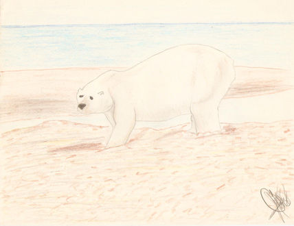 Oso Polar