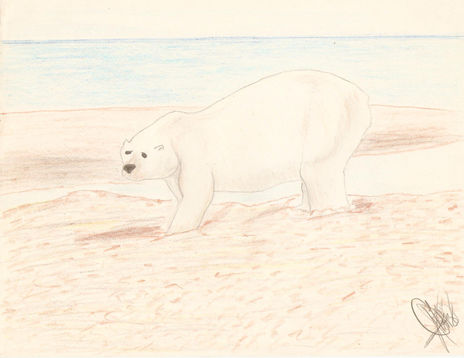 Oso Polar