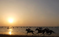 Caballos en sanlúcar