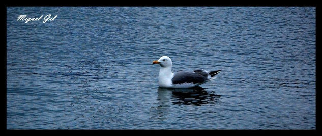 La gaviota Nature Color (Digital)