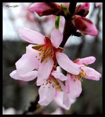 La flor de la cereza