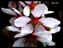 La flor del almendro