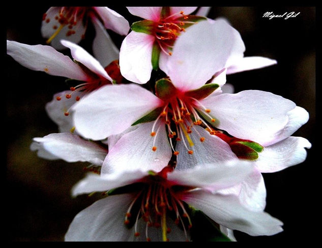 La flor del almendro Naturaleza Color (Digital)