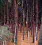 Bosque De Pinos