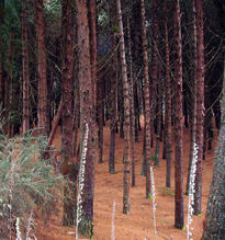 Bosque De Pinos