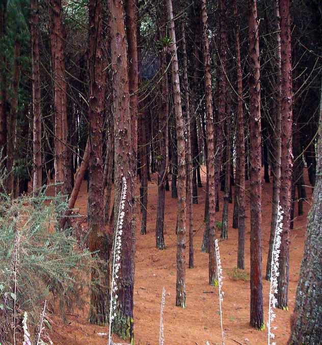 Bosque De Pinos