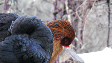 Plumas