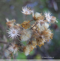 Naturaleza