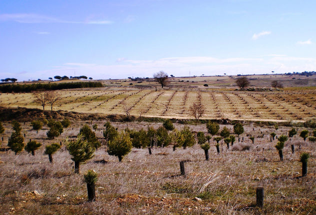 Pinar en Motilleja. Albacete. España