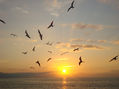 Gaviotas al atardecer