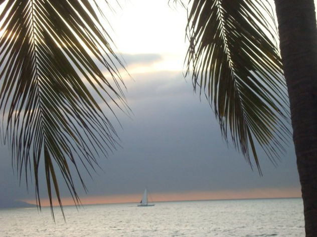 barco entre palmeras