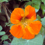 NARANJAS thumbnail 2