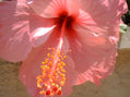 Rosada 2