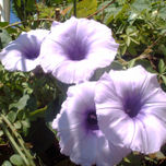 LILAS Y AZULES thumbnail 2