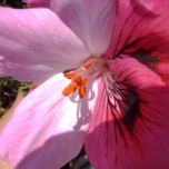 FUCSIA thumbnail 2