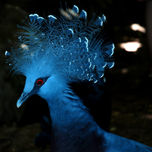animales thumbnail 1