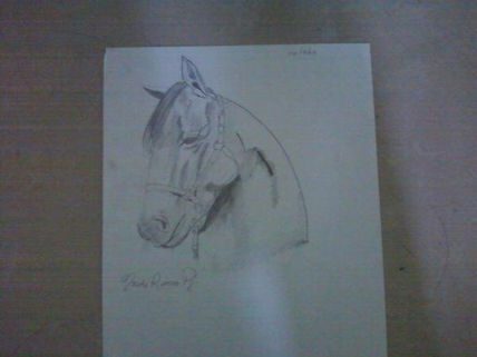 Cabeza de un caballo