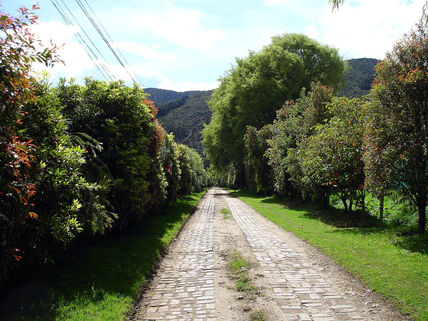 Sendero En Cota