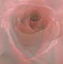 Metamorfosis de la Rosa
