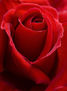 Metamorfosis de la Rosa