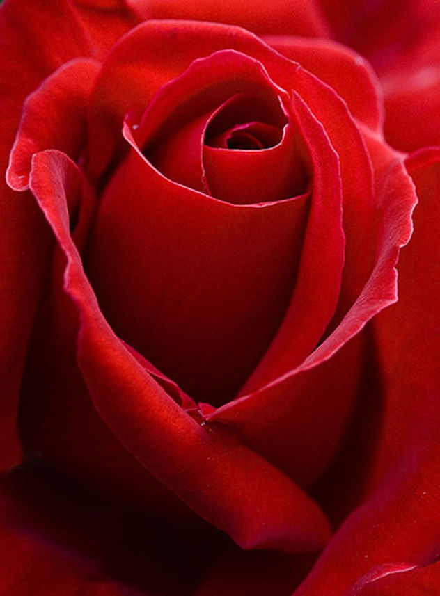 Metamorfosis de la Rosa