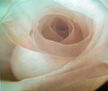 Metamorfosis de la Rosa